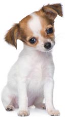 chihuahua щенки