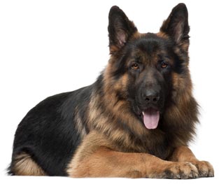 әдемі неміс шопан ақ фонда жатыр