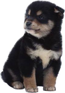 өте сүйкімді шопан щенабы