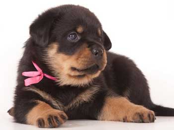 сүйкімді шопан щенабы