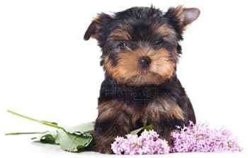 Йорктің щенки тыныштыққа жақын