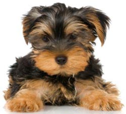 сүйкімді щенка йорка