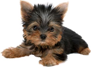 йорктың щенки