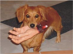 Сізге итіңізді қолдарыңыздың итеріп кетуіне жол бермеу