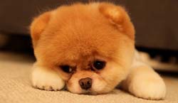 щенок қайғылы