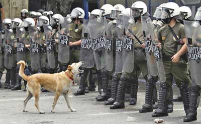 Себепсіз иттерді қаптайды