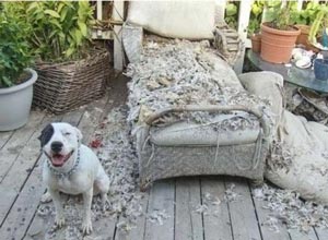 ит кінәлі емес