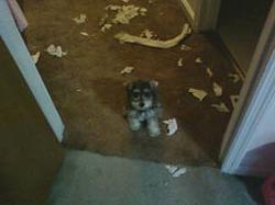 иттің бәрі қызықтырады