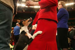 шеберде секіру