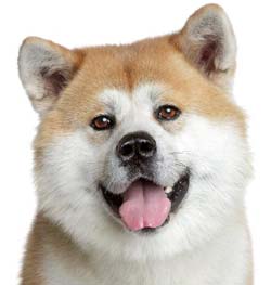 Жапон Akita Inu