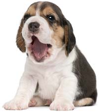 қуық щенкасы