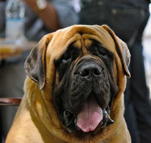 қазақша mastiff