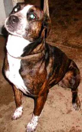 Бриндизан күрес иті