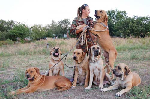 Бразилиялық Фил