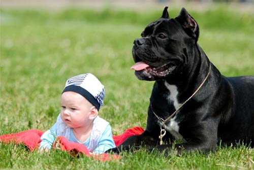 таяқша корсоры мен бала