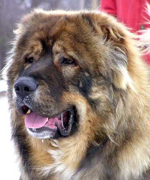 Кавказ шопанының мүрдесі