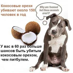 кокос пит, бұлшық терьерінен гөрі қауіпті