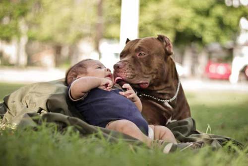 Американдық питбильдер мен бала