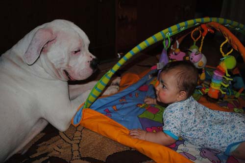 Ескі Bulldog және Child ағылшын тілдері