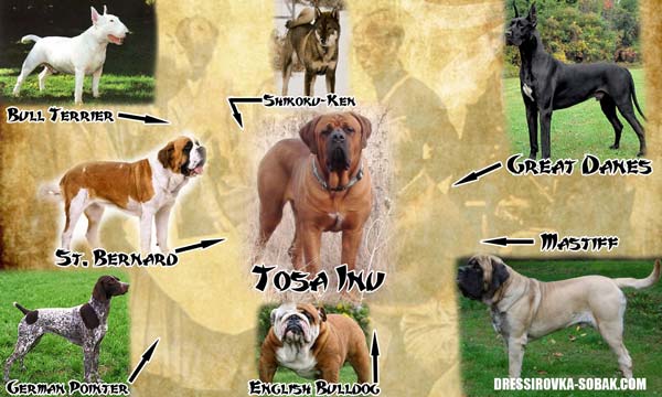 Тоса Инудың шығу тегі