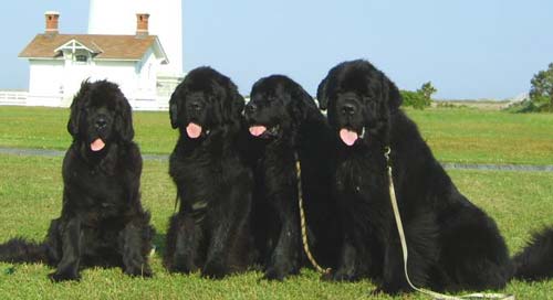 Ньюфаундленд