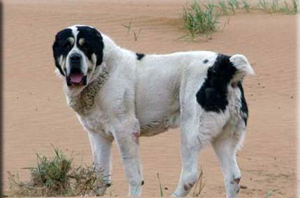 Немецкий дог