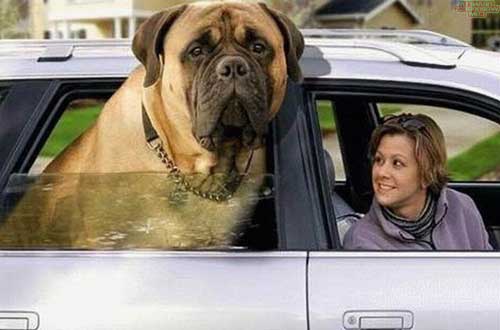 Ағылшын mastiff