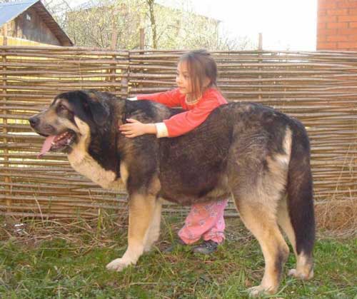 Испан мастбифі