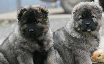 Кавказ қойшығының щенки