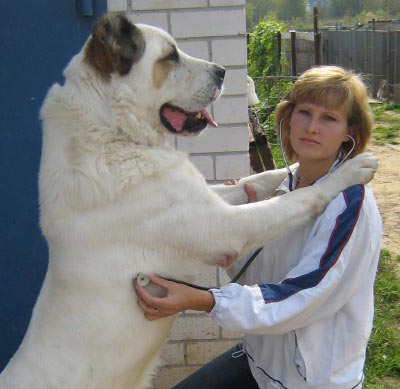 Среднеазиатская овчарка