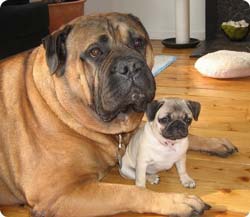 Ірі тұқымды иттер мен кішкентайлар