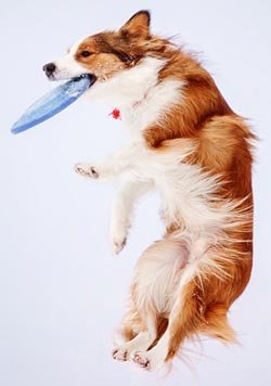 шекара колли табақшаны ұстайды