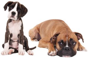 ит боксшысы және щенка