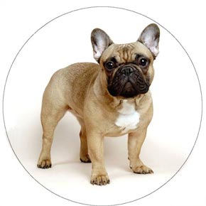 Француз Бульдог әдемі