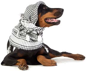 Доберман Пинчер жатыр