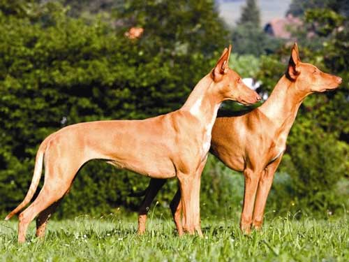 Перғауынның иті