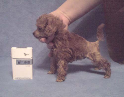 Жапон кішкентай пудель