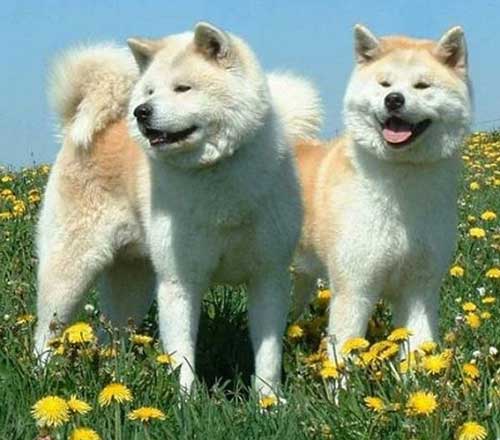 Американдық Акита (үлкен жапон иті)