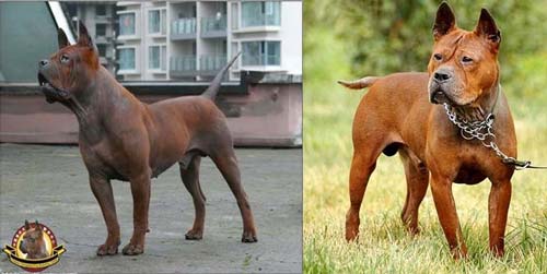 Китайская собака Чунцинь