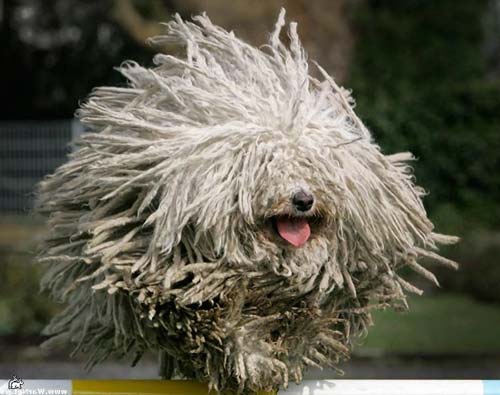 ит-тұқымды командирі