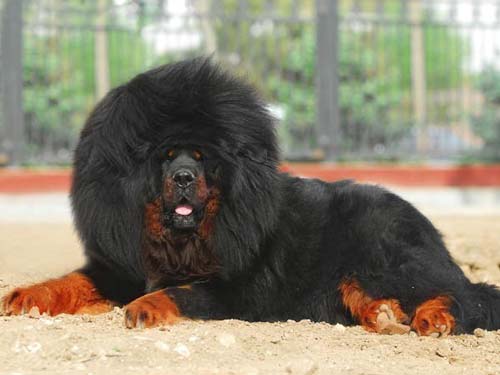 Тибет Мастифі