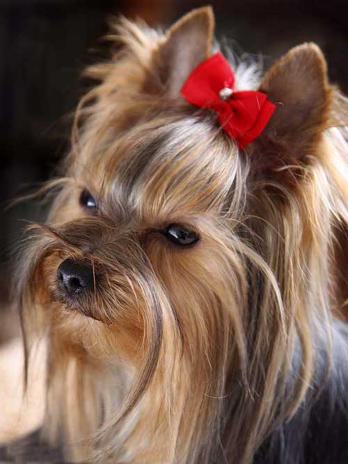 Қызылшасы бар Yorkshire Terrier