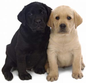 алтыншы ретривер