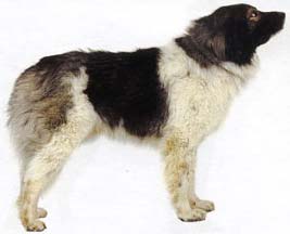 Кавказ шопанының иттері