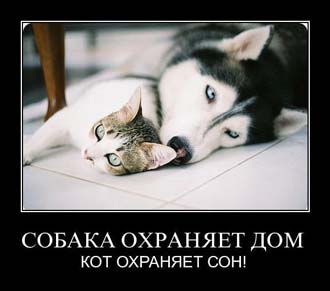 мысық және ит үйі