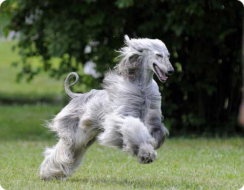 Ауғандық жүгіру