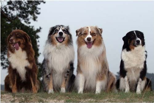 төрт әдемі австралиялық қойшықтар