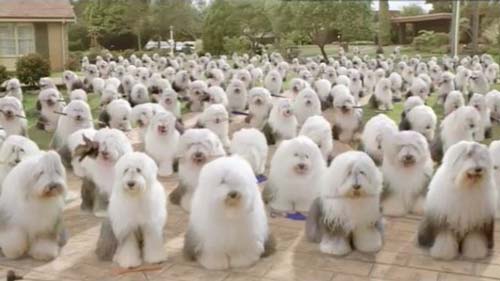 бір жерде көптеген бобтейл