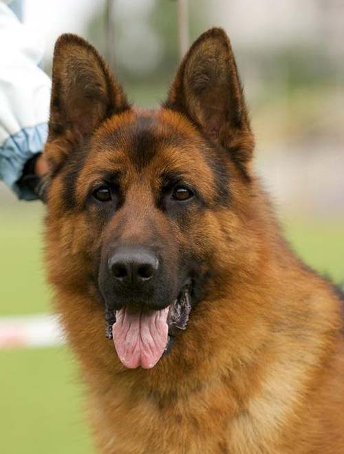 Неміс шопанының иттері