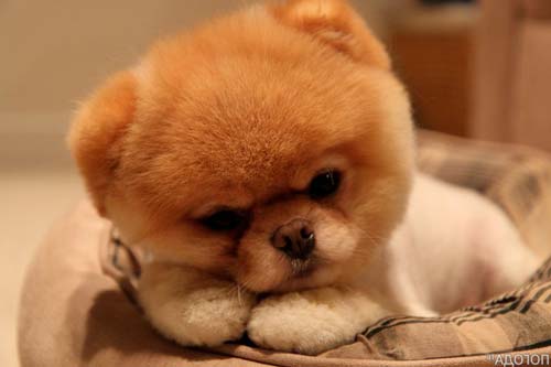 әдемі поморский поморский